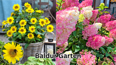 baldur garten