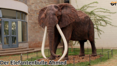 der elefantenbulle ahmed